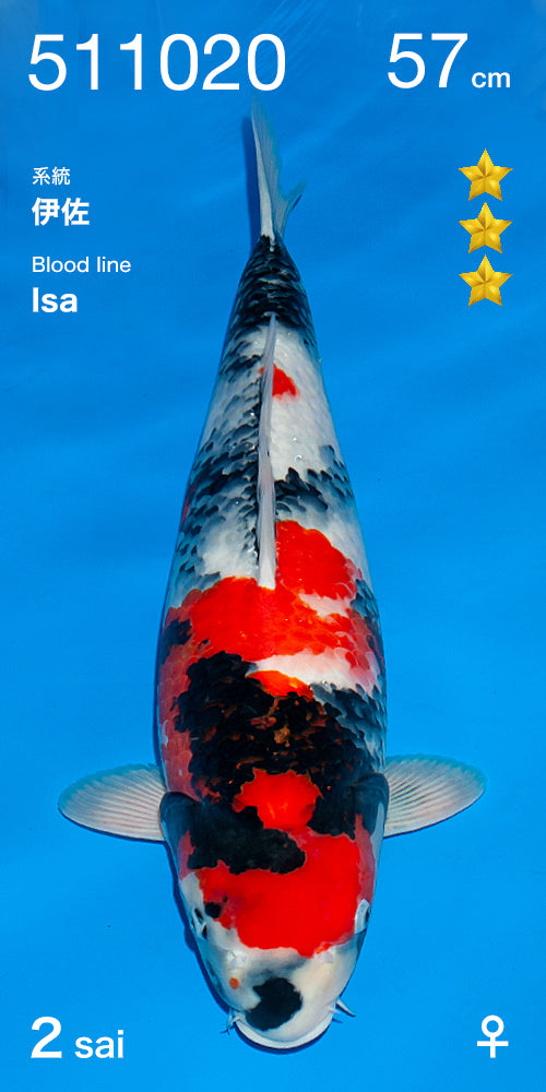 Koi fish for sale — 57 cm Ogata Showa at ChampKoi