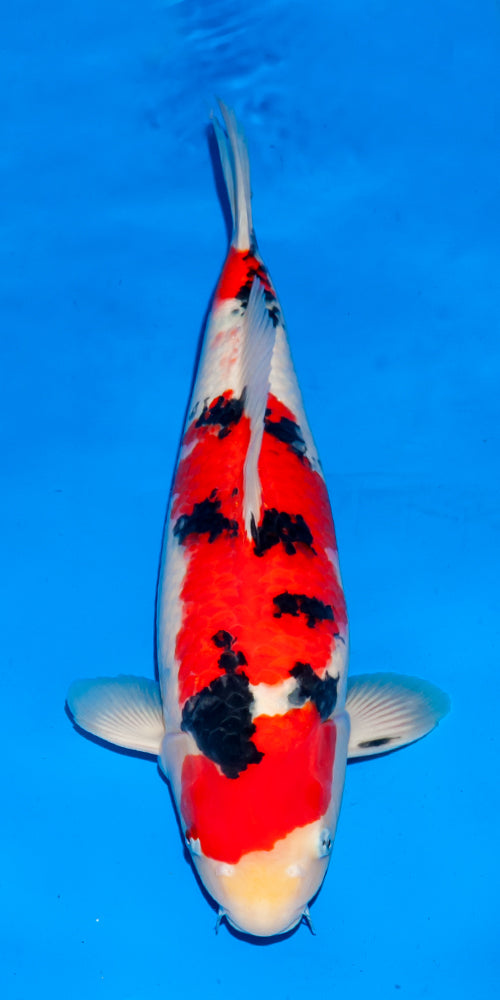 Koi fish for sale — 49 cm Ogata Sanke at ChampKoi - image 1