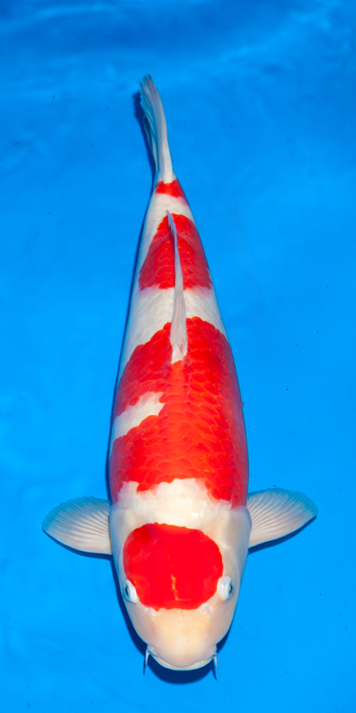 Koi fish for sale — 48 cm Ogata Kohaku at ChampKoi