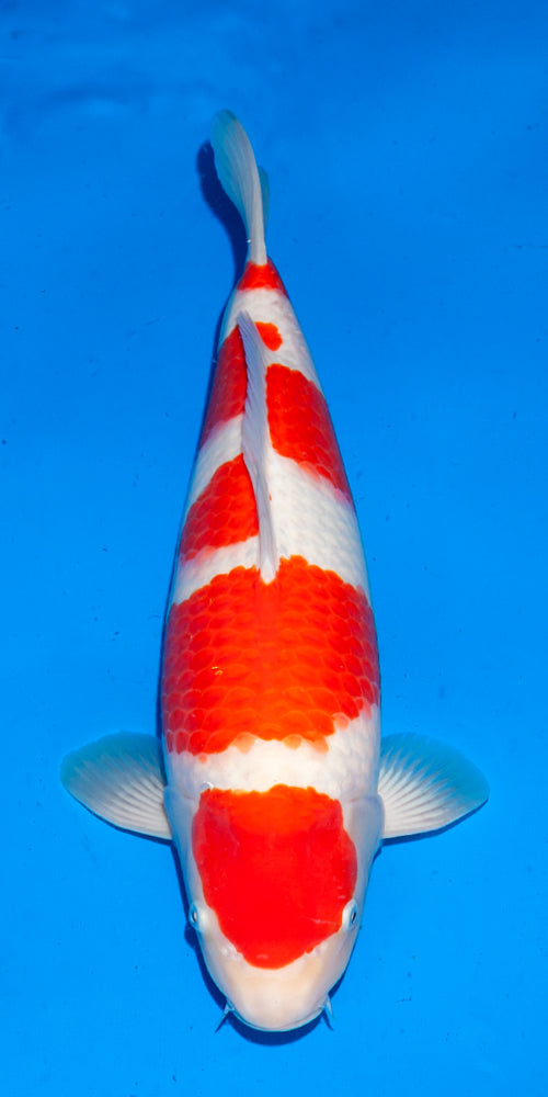 2025FALL-312: 46cm Ogata Kohaku | ChampKoi - Champion Nishikigoi