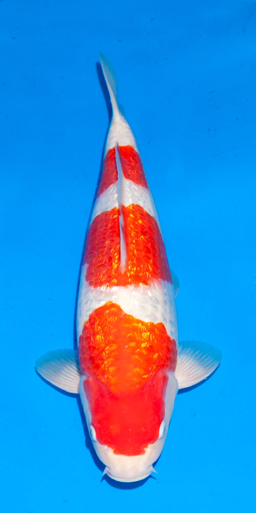 Koi fish for sale — 43 cm Ogata Ginrin Kohaku at ChampKoi