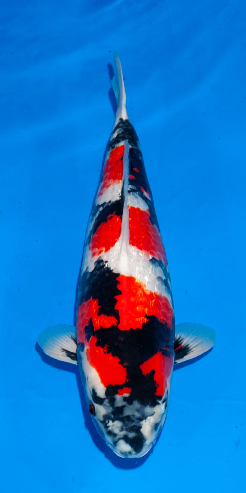Koi fish for sale — 51 cm Ogata Ginrin Showa at ChampKoi - image 4