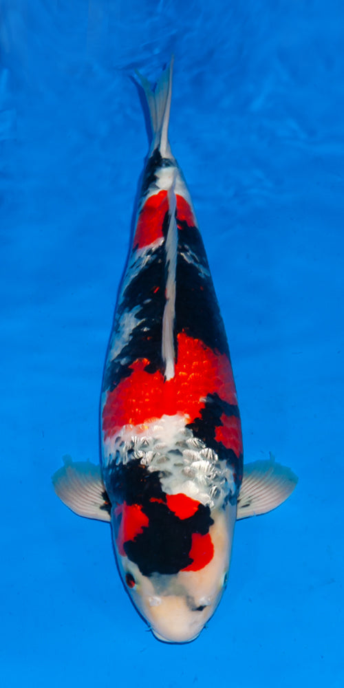 Koi fish for sale — 55 cm Ogata Ginrin Showa at ChampKoi