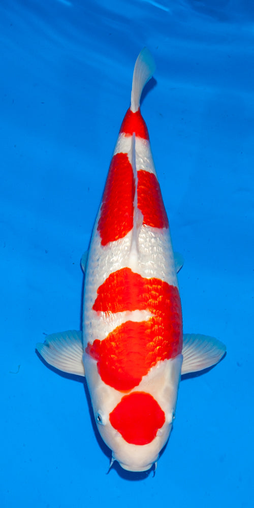 Koi fish for sale — 52 cm Ogata Ginrin Kohaku at ChampKoi