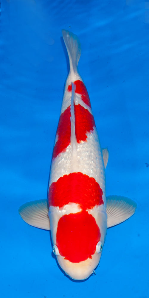 Koi fish for sale — 49 cm Ogata Ginrin Kohaku at ChampKoi