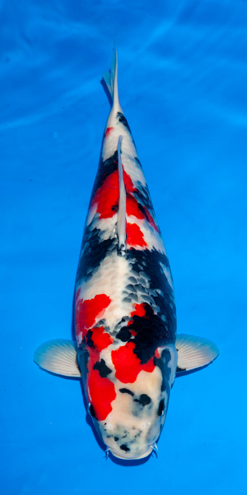 Koi fish for sale — 55 cm Ogata Showa at ChampKoi