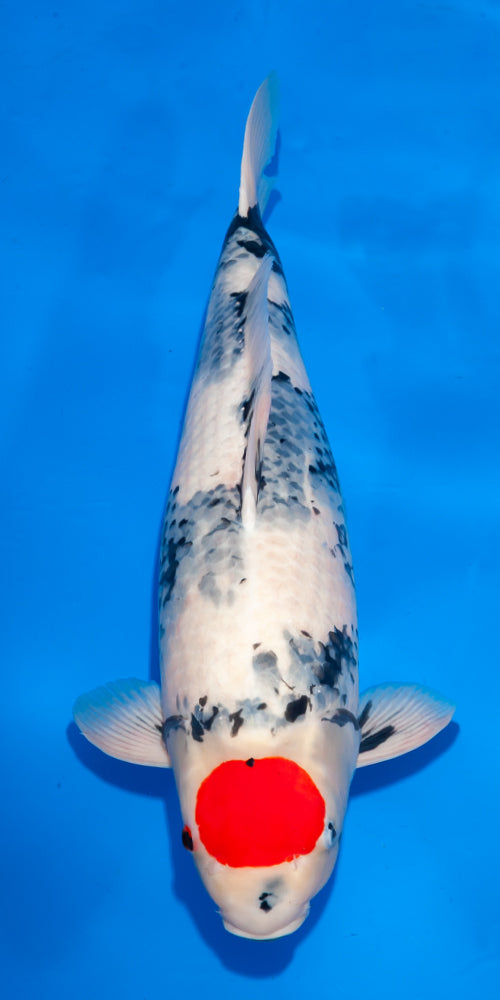 Koi fish for sale — 65 cm Ogata Tancho Showa at ChampKoi