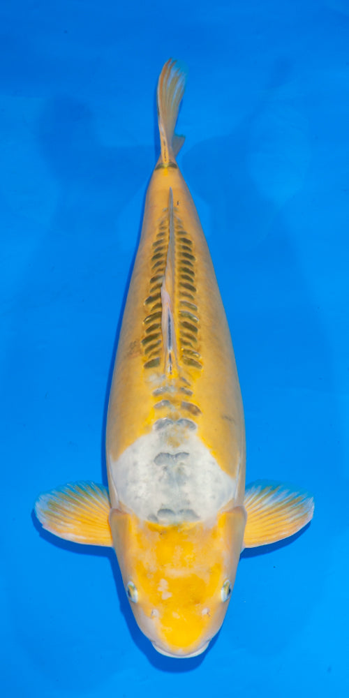Koi fish for sale — 67 cm Ogata Ayawakaba at ChampKoi - image 1