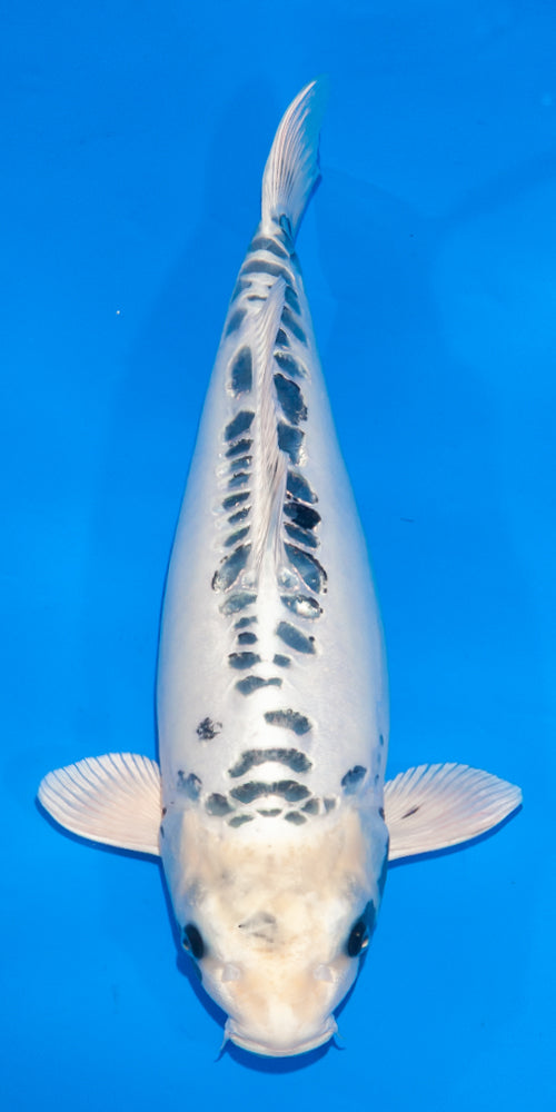 Koi Variety Encyclopedia - Champion Nishikigoi