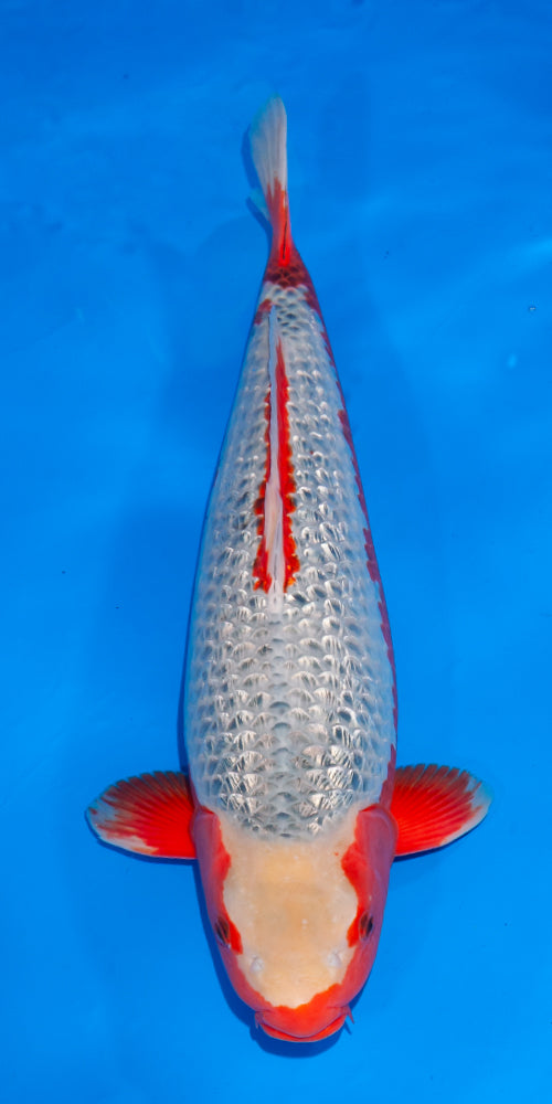 Koi fish for sale — 67 cm Ogata Ginrin Asagi at ChampKoi
