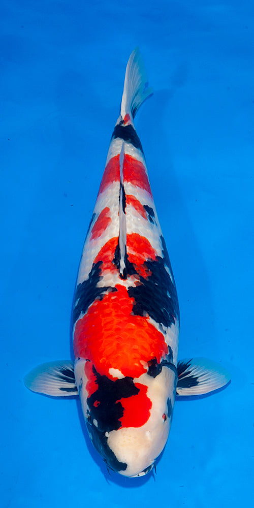 Koi fish for sale — 70 cm Ogata Showa at ChampKoi