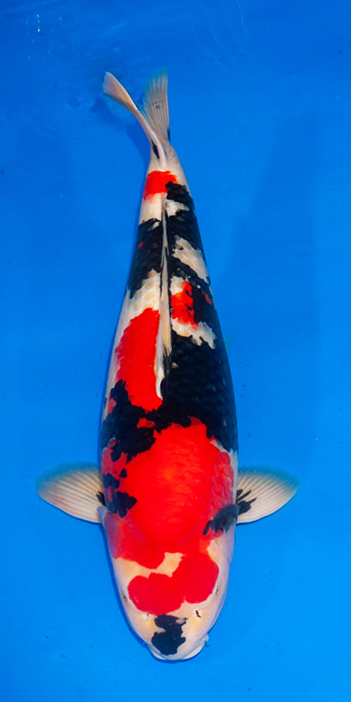 Koi fish for sale — 69 cm Ogata Showa at ChampKoi