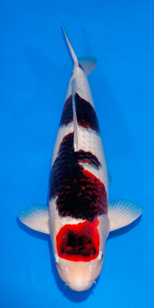 Koi fish for sale — 72 cm Ogata Budo Goromo at ChampKoi