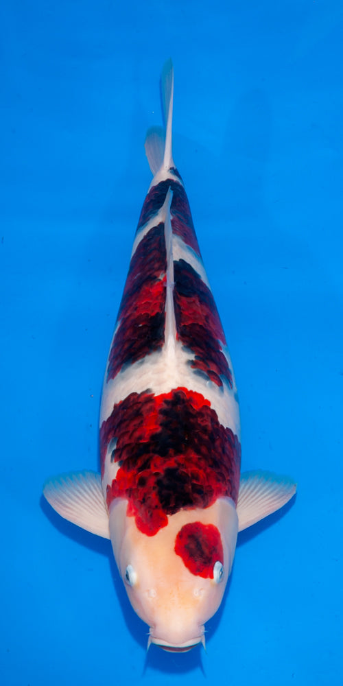 Koi fish for sale — 65 cm Ogata Budo Goromo at ChampKoi