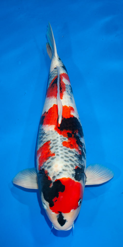 Koi fish for sale — 74 cm Ogata Showa at ChampKoi