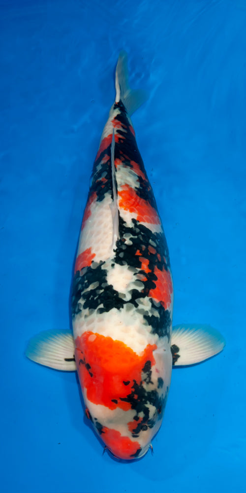 Koi fish for sale — 84 cm Ogata Showa at ChampKoi