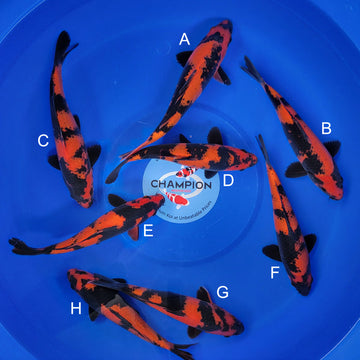 Buy Champion Nishikigoi Koi Fish Koi Food Japanese Koi For Sale buy-champion-nishikigoi-koi-fish-koi-food-japanese-koi-for-sale
