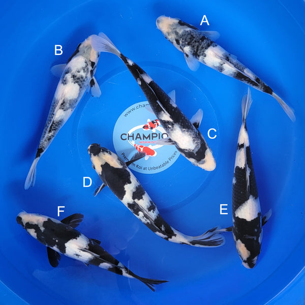 Buy Champion Nishikigoi Koi Fish Koi Food Japanese Koi For Sale buy-champion-nishikigoi-koi-fish-koi-food-japanese-koi-for-sale