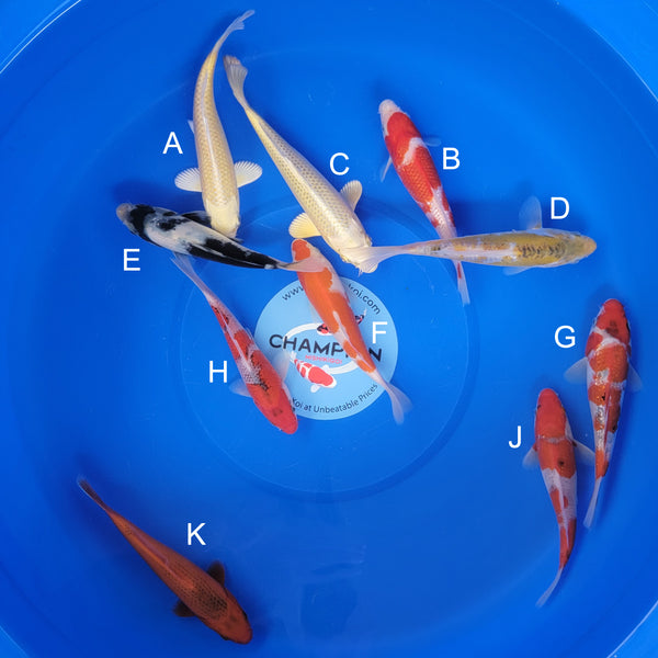Japanese koi listing 2025FEB-018 from Ogata koi farm, containing Yamabuki, Ginrin Kohaku, Silver Fox, Aya Wakaba, Shiro Utsuri, Kohaku, Ginrin Goshike, Goshike, Aka Matsuba at champkoi.com