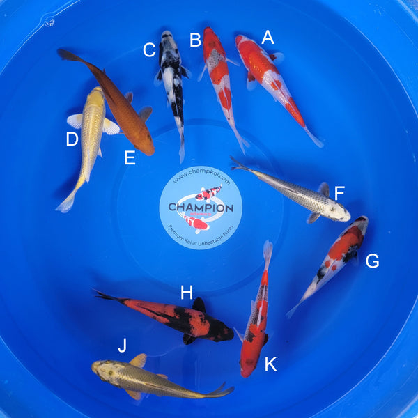 Japanese koi listing 2025FEB-020 from Ogata koi farm, containing Ginrin Kohaku, Goshike, Shiro Utsuri, Ginrin Yamabuki, Chagoi, Silver Fox, Showa, Hi Utsuri at champkoi.com