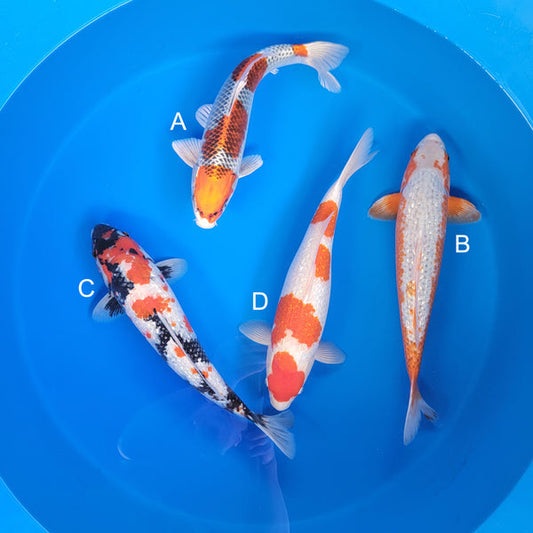 Koi fish for sale — 40-45 cm Maruhiro Kujaku at ChampKoi