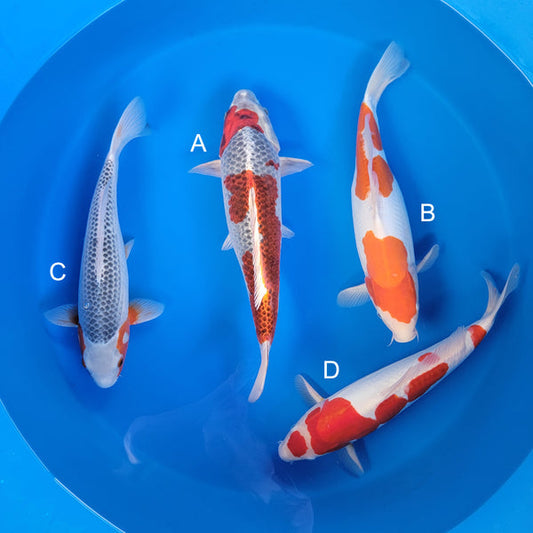 Koi fish for sale — 40-45 cm Maruhiro Kujaku at ChampKoi