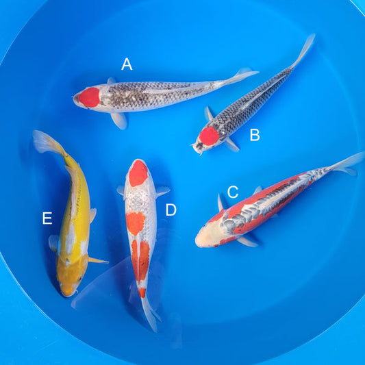 Koi fish for sale — 35-40 cm Otsuka Tancho Goshike at ChampKoi