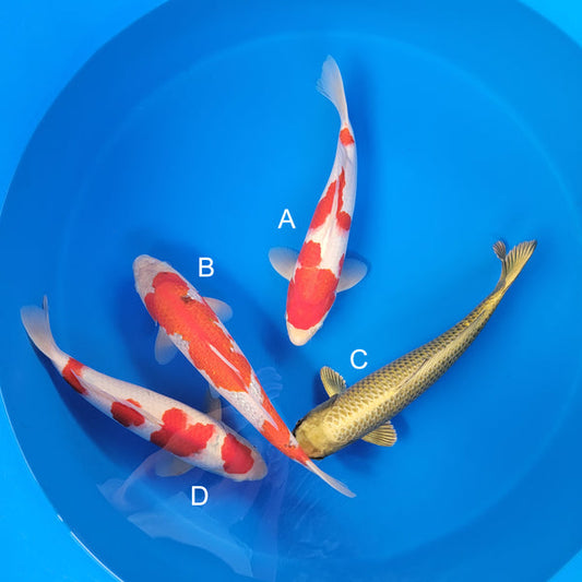 Koi fish for sale — 37-43 cm Ogata Kohaku at ChampKoi