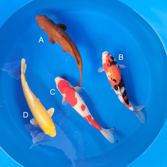 Koi fish for sale — 37-43 cm Ogata Chagoi at ChampKoi