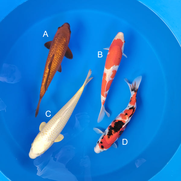 Koi fish for sale — 37-43 cm Ogata Ginrin Chagoi at ChampKoi