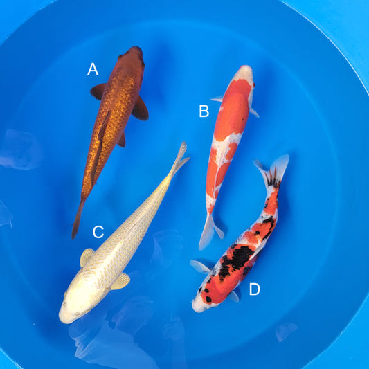 Koi fish for sale — 37-43 cm Ogata Ginrin Chagoi at ChampKoi