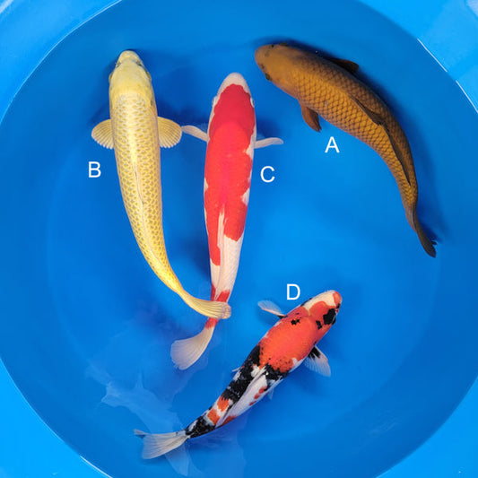 Koi fish for sale — 37-43 cm Ogata Chagoi at ChampKoi