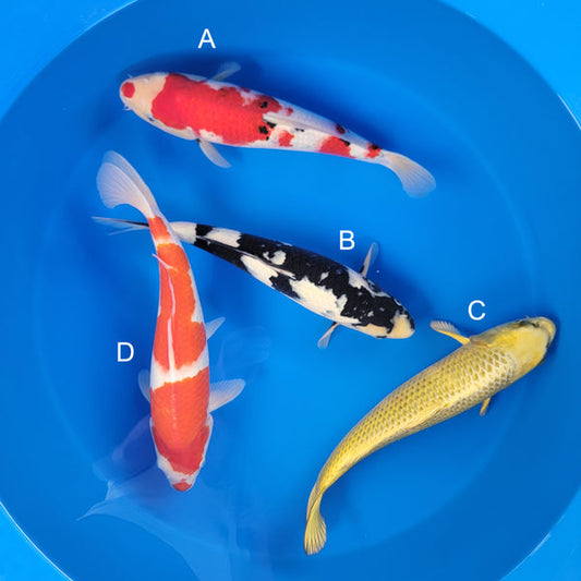 Koi fish for sale — 37-43 cm Ogata Sanke at ChampKoi