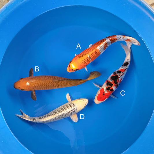 Koi fish for sale — 37-43 cm Ogata Kujaku at ChampKoi