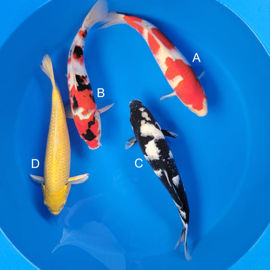 Koi fish for sale — 37-43 cm Ogata Kohaku at ChampKoi