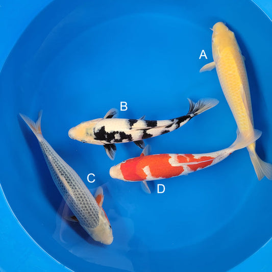 Koi fish for sale — 37-43 cm Ogata Karashigoi at ChampKoi