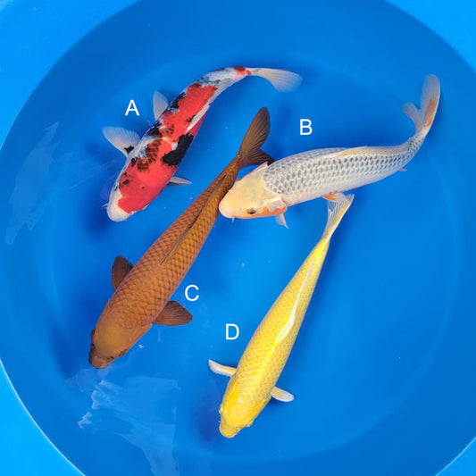 Koi fish for sale — 37-43 cm Ogata Showa at ChampKoi