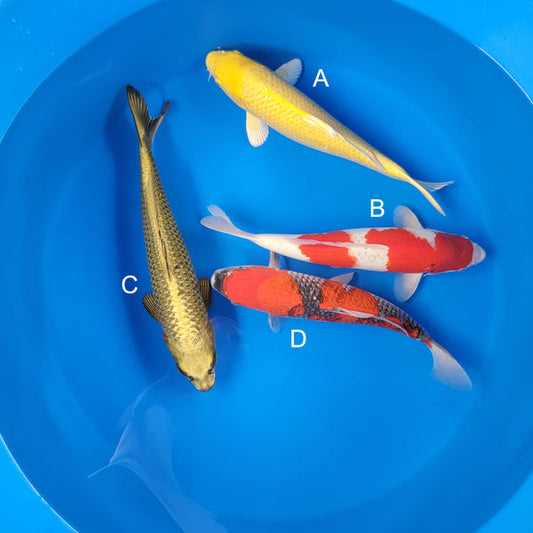 Koi fish for sale — 37-43 cm Ogata Yamabuki Ogon at ChampKoi
