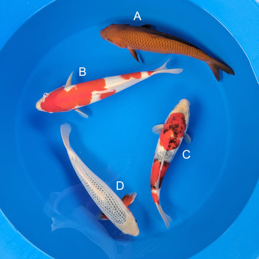 Koi fish for sale — 37-43 cm Ogata Chagoi at ChampKoi