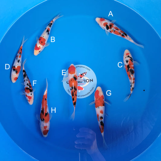 Koi fish for sale — 20-23 cm Ooya Sanke at ChampKoi