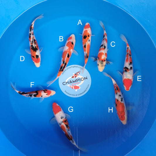 Koi fish for sale — 20-23 cm Ooya Sanke at ChampKoi
