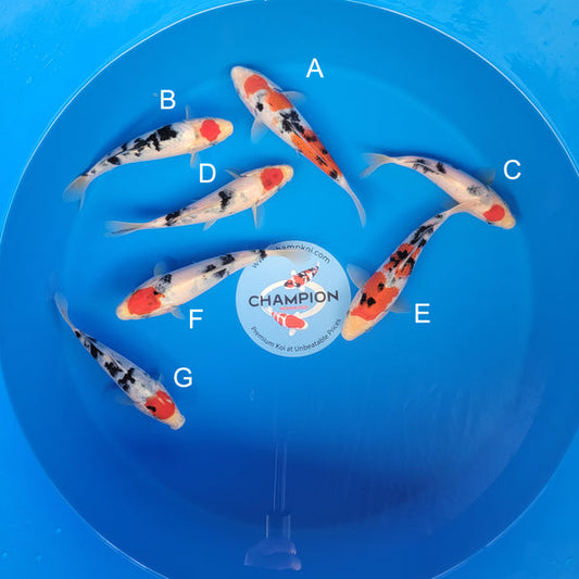 Koi fish for sale — 20-23 cm Ooya Sanke at ChampKoi