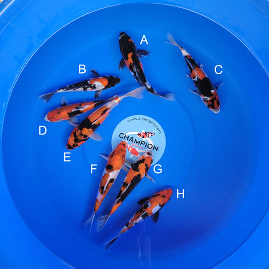 Koi fish for sale — 20-23 cm Ogata Doitsu Showa at ChampKoi