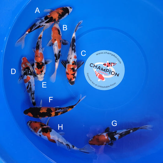 Koi fish for sale — 20-23 cm Ogata Doitsu Showa at ChampKoi
