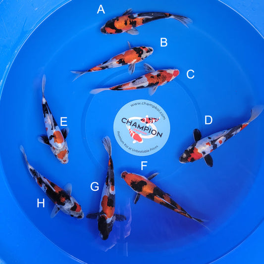 Koi fish for sale — 20-23 cm Ogata Doitsu Showa at ChampKoi