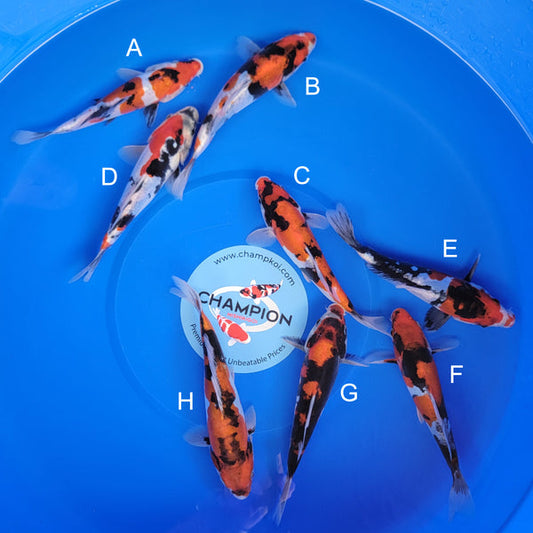 Koi fish for sale — 20-23 cm Ogata Doitsu Showa at ChampKoi