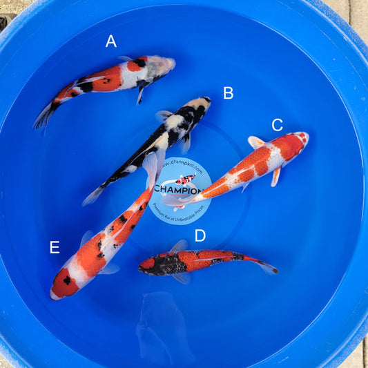 Koi fish for sale — 28-35 cm Ogata Showa at ChampKoi