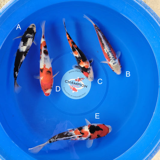 Koi fish for sale — 28-35 cm Ogata Shiro Utsuri at ChampKoi