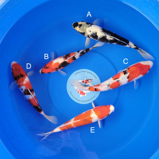 Koi fish for sale — 30-35 cm Ogata Shiro Utsuri at ChampKoi