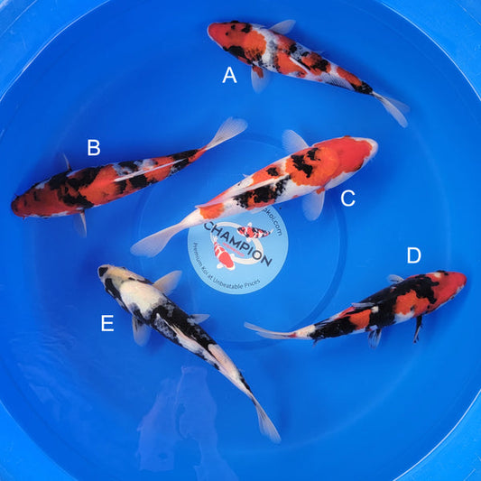 Koi fish for sale — 30-35 cm Ogata Showa at ChampKoi